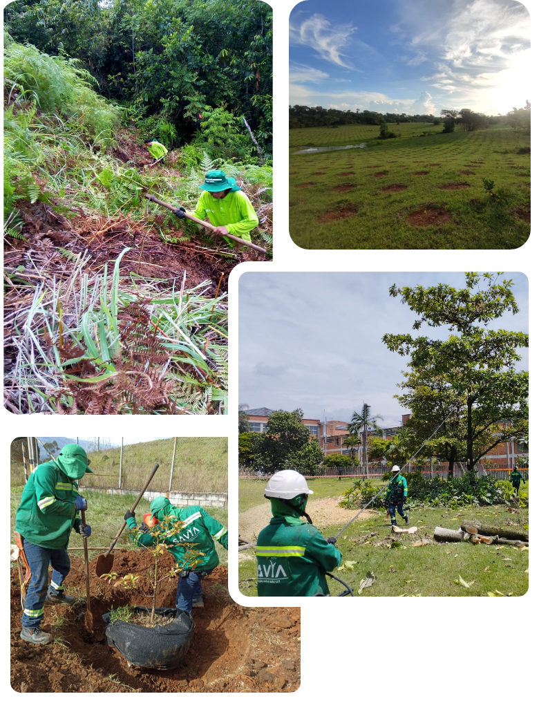 Savia servicios poda y mantenimieento de zonas verdes compromiso natural