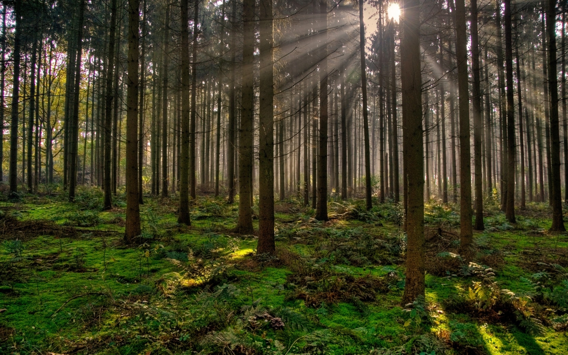 Savia servicios poda y mantenimieento de zonas verdes compromiso natural